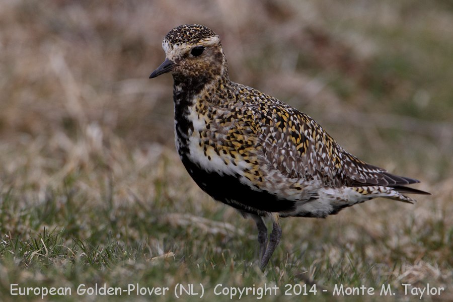 European Golden-Plover -Female on May 1st, 2014- (Renews, Newfoundland)