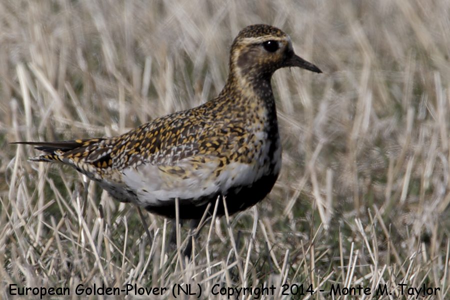 European Golden-Plover -female on May 2nd, 2014- (Old Perlican, Newfoundland)