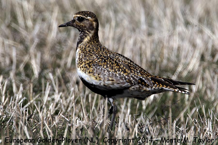 European Golden-Plover -female on May 2nd, 2014- (Old Perlican, Newfoundland)