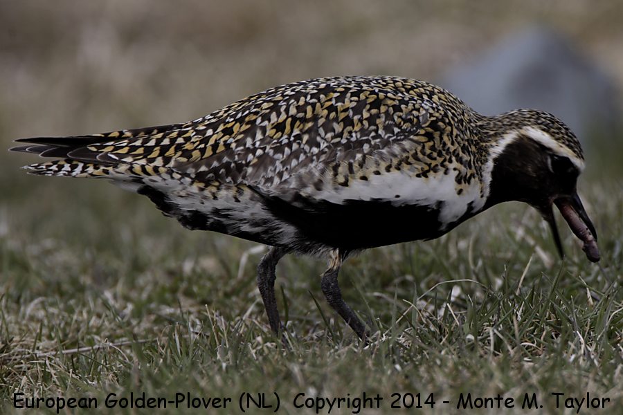 European Golden-Plover -Male on May 1st, 2014- (Renews, Newfoundland)