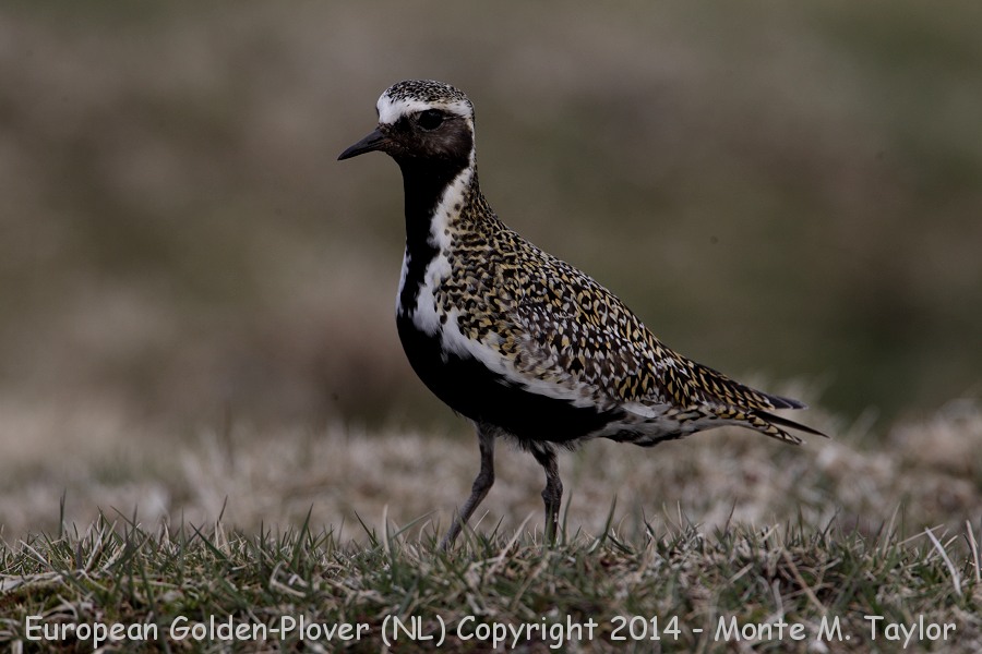 European Golden-Plover -Male on May 1st, 2014- (Renews, Newfoundland)