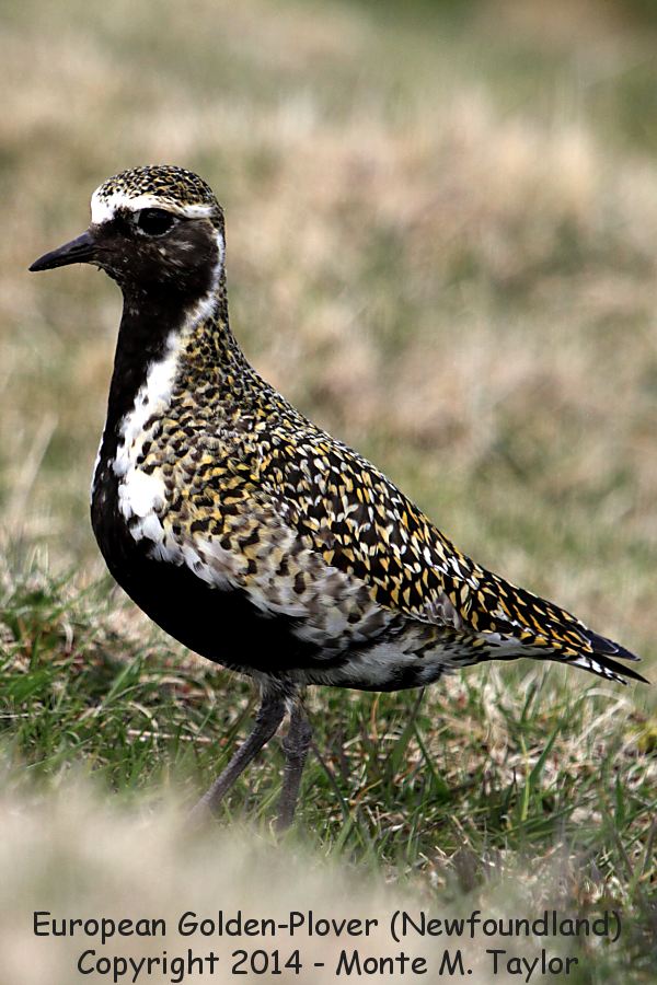 European Golden-Plover -male on May 1st, 2014- (Renews, Newfoundland)