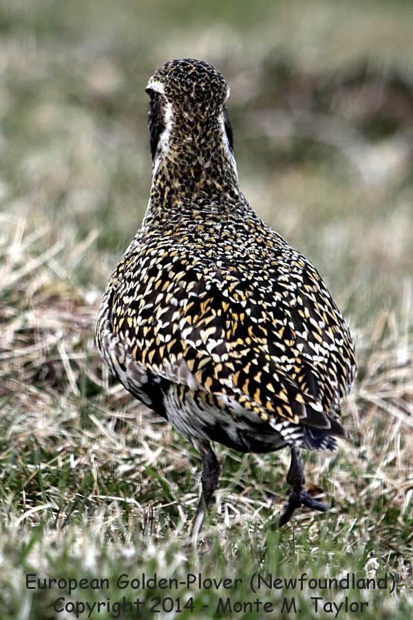 European Golden-Plover -male on May 1st, 2014- (Renews, Newfoundland)