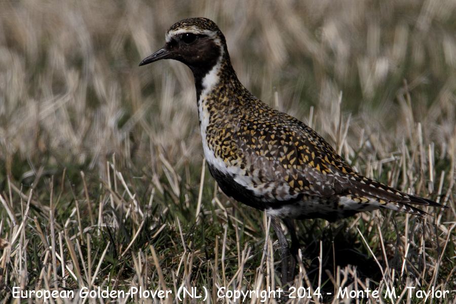 European Golden-Plover -Male on May 2nd, 2014- (Old Perlican, Newfoundland)