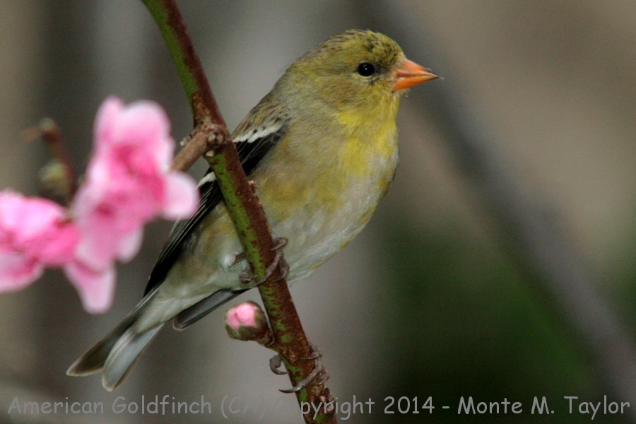American Goldfinch -spring female- (California)