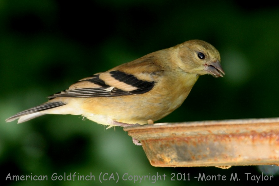 American Goldfinch -summer female- (California)