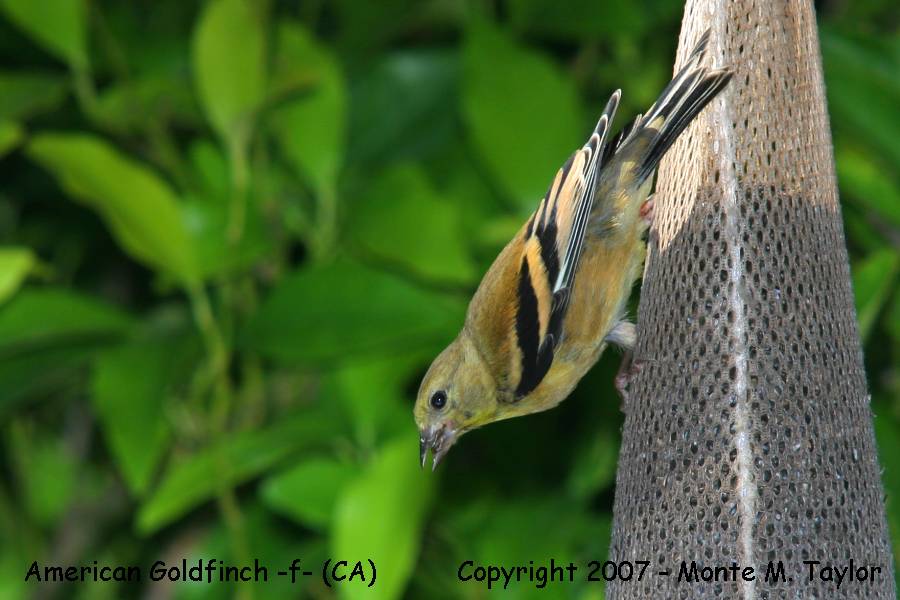 American Goldfinch -winter female- (California)