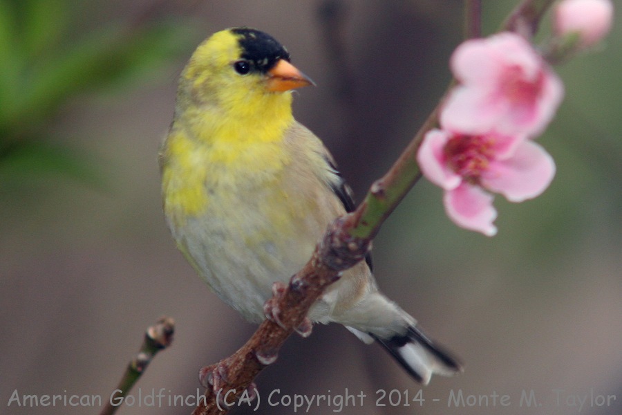 American Goldfinch -spring male- (California)