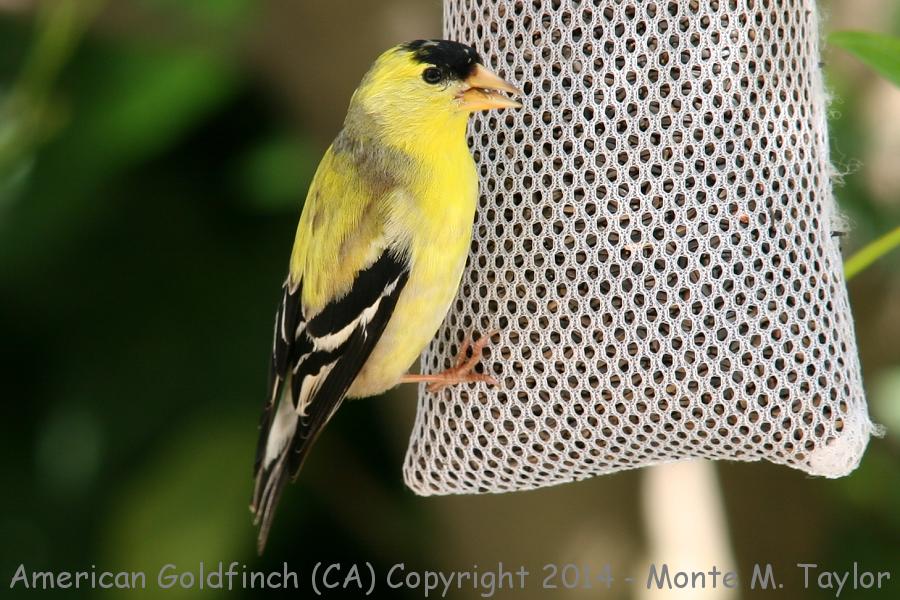 American Goldfinch -spring male- (California)