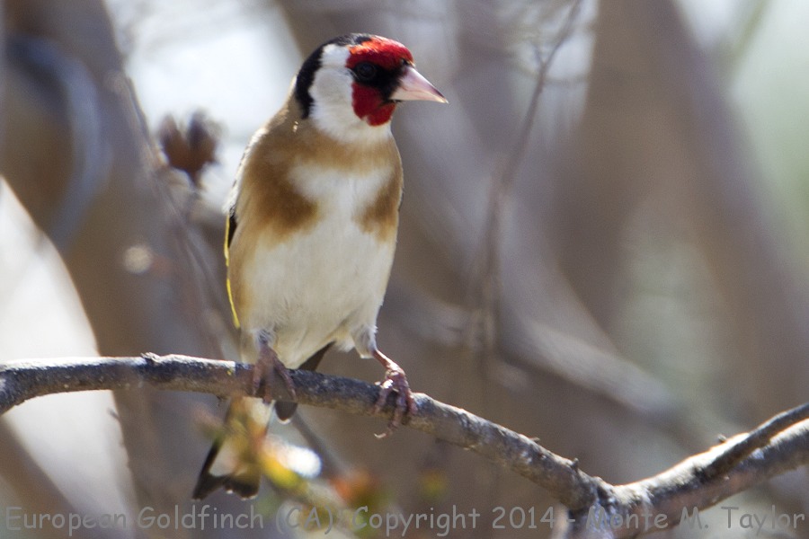 European Goldfinch -winter male- (California)