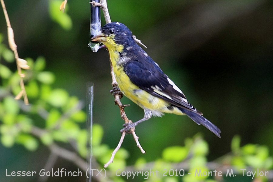 Lesser Goldfinch -spring / black-backed race- (Texas)