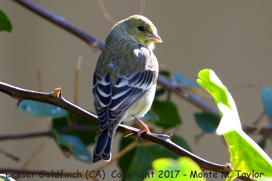 Lesser Goldfinch -fall female- (California)