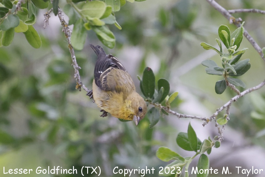 Lesser Goldfinch -spring female- (Texas)