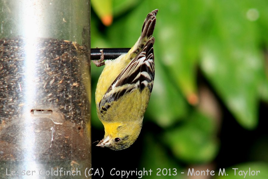 Lesser Goldfinch -spring male- (California)
