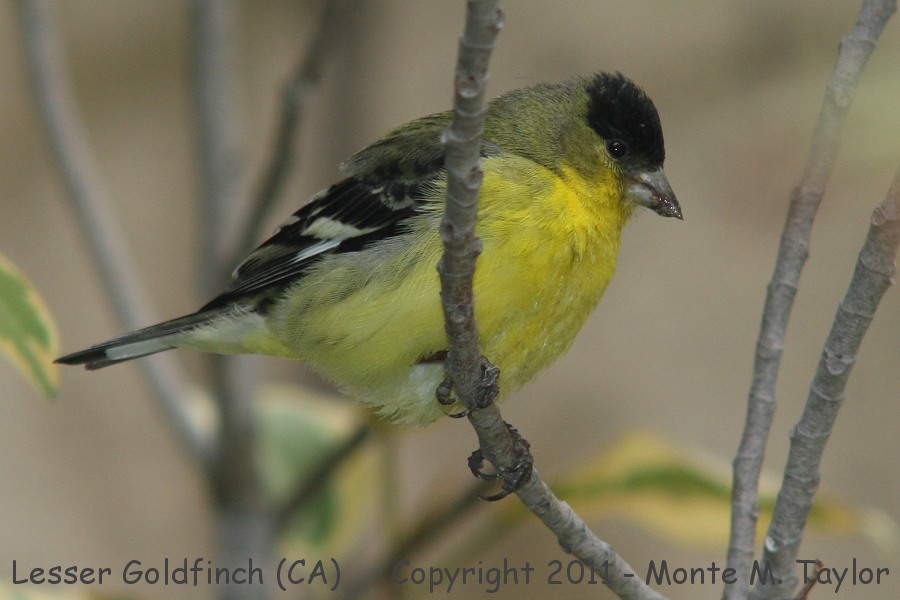 Lesser Goldfinch -winter male- (California)