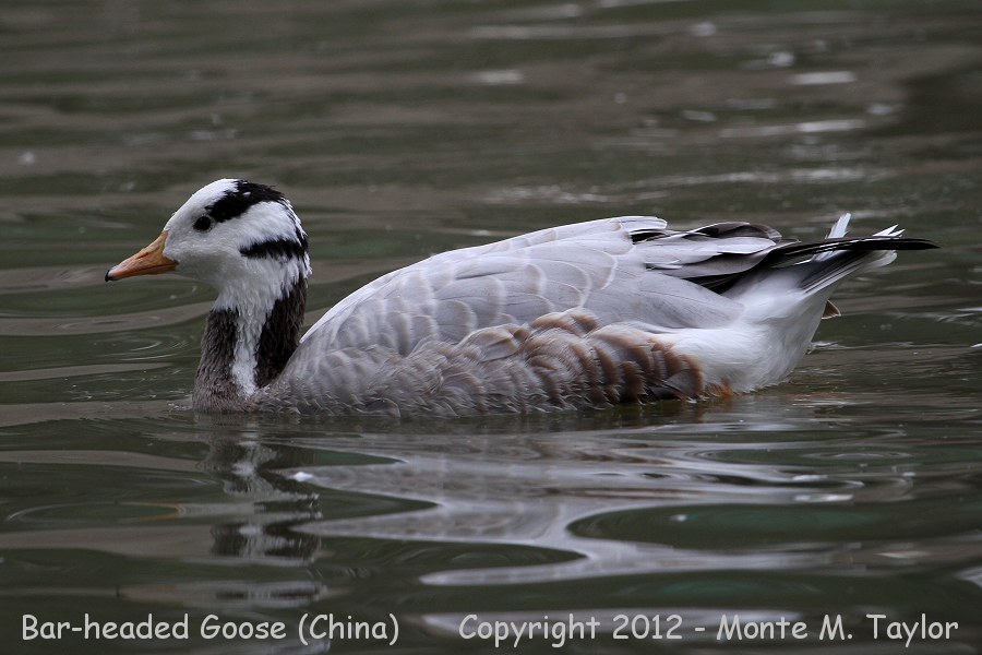 Bar-headed Goose -winter- (China)