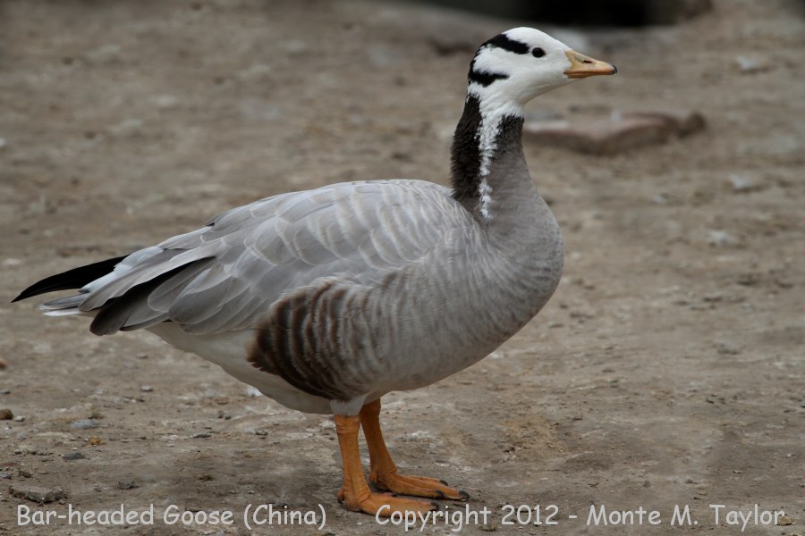 Bar-headed Goose -winter- (China)