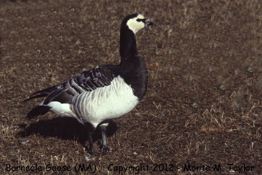 Barnacle Goose -winter- (Massachusetts)