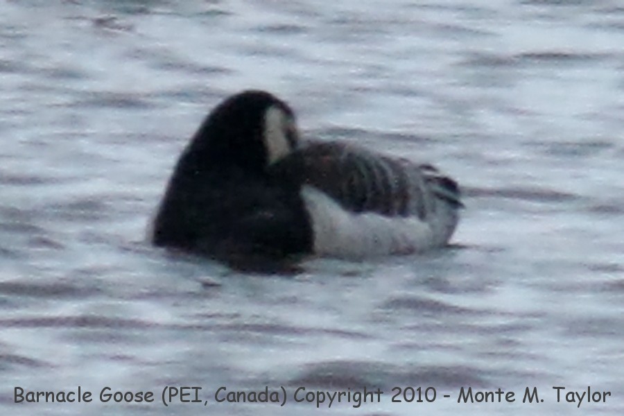 Barnacle Goose -winter- (Prince Edward Island, Canada)