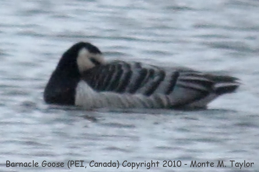 Barnacle Goose -winter- (Prince Edward Island, Canada)