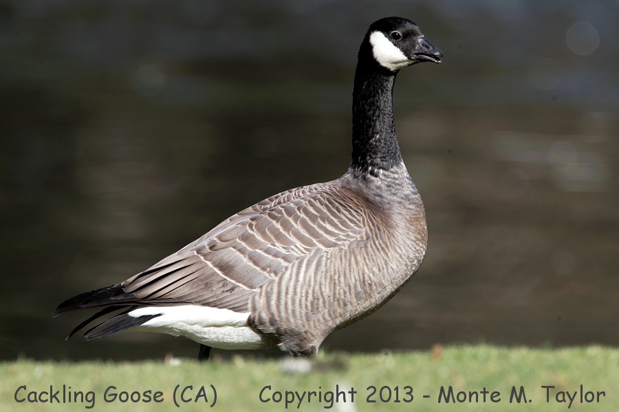 Cackling Goose -fall B.h. minima- (California)