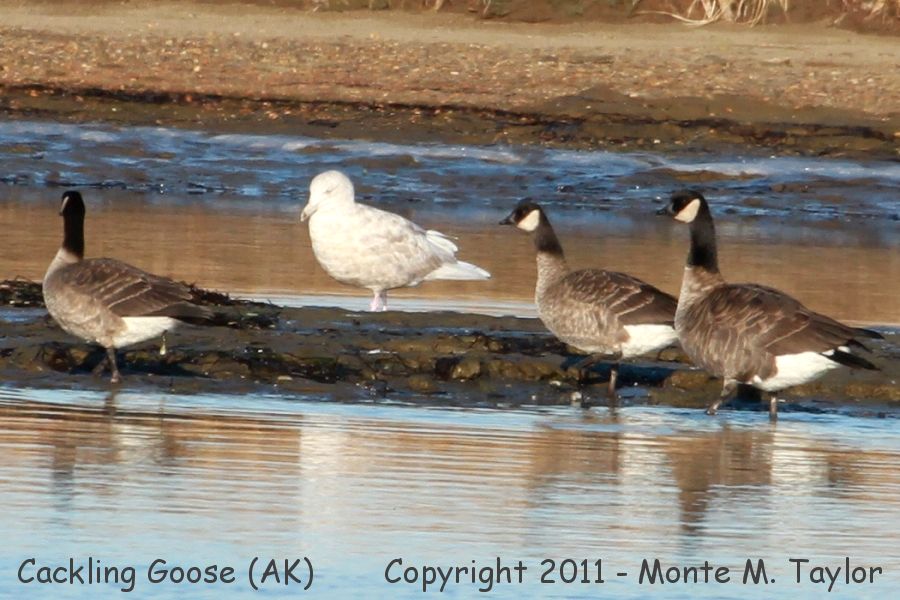 Cackling Goose -fall taverneri race- (Nome, Alaska)