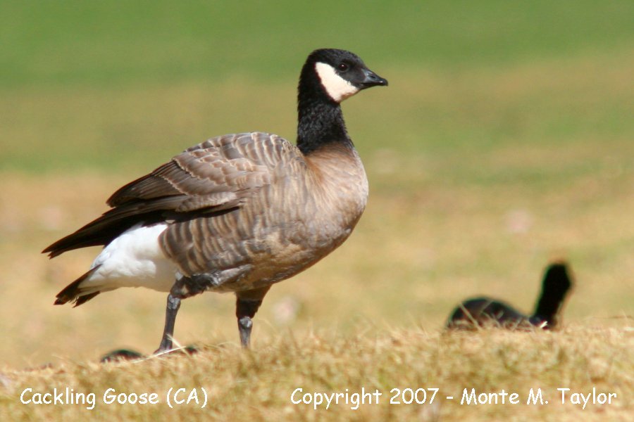 Cackling Goose -winter B.h. minima- (California)