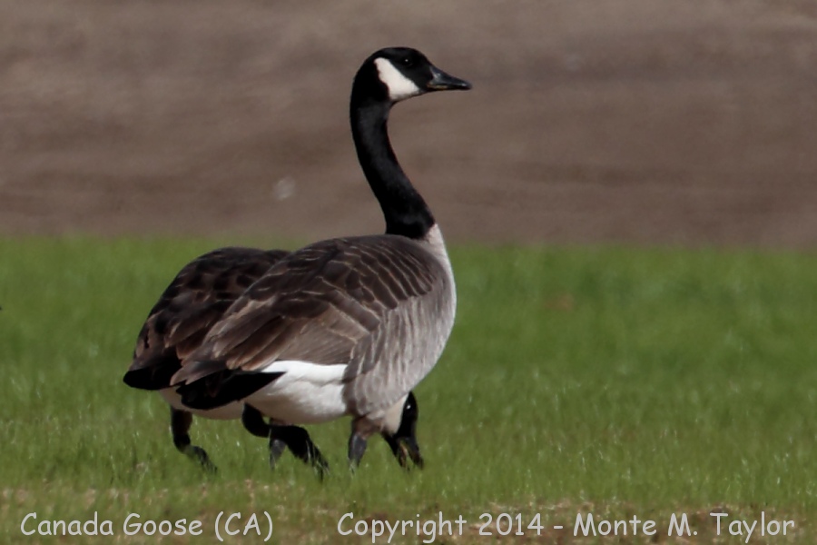 Canada Goose -fall- (California)