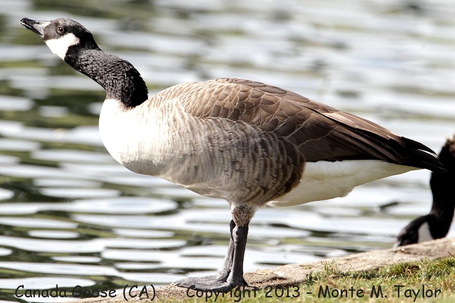 Canada Goose -fall- (California)