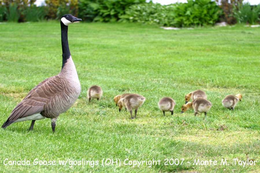 Canada Geese -spring w/goslings- (Ohio)