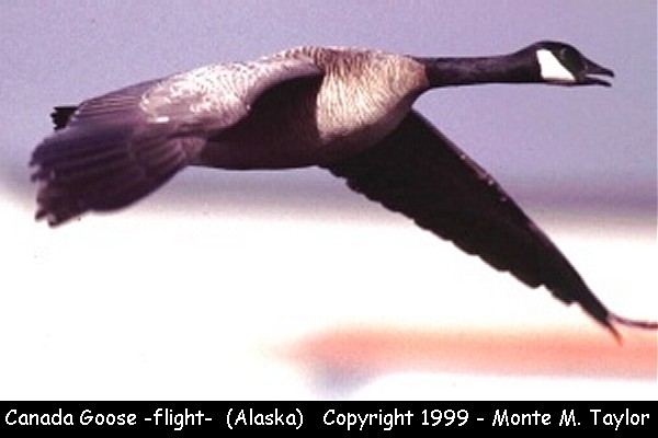Canada Goose -spring- (Alaska)