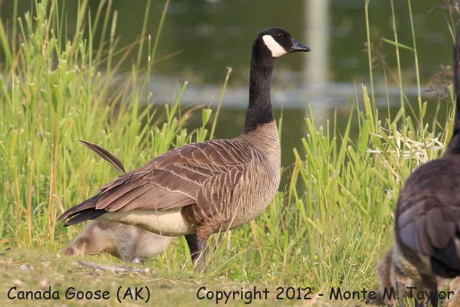 Canada Goose -summer- (Alaska)
