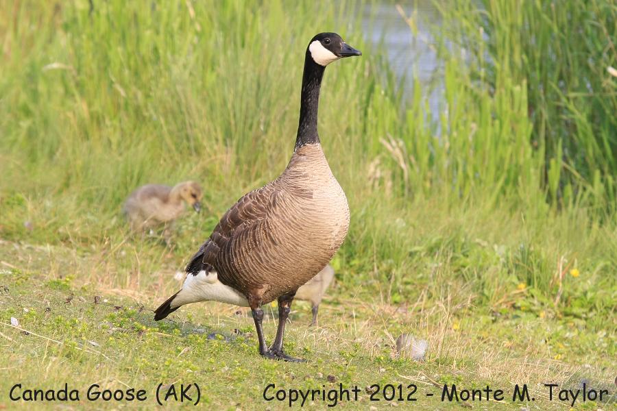 Canada Goose -summer- (Alaska)
