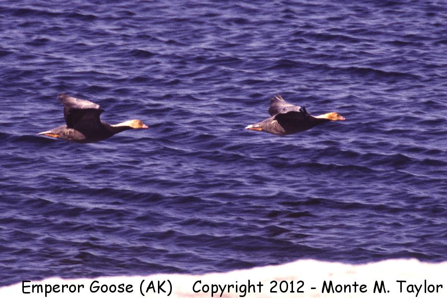 Emperor Goose -spring- (Gambell, St. Lawrence Island, Alaska)