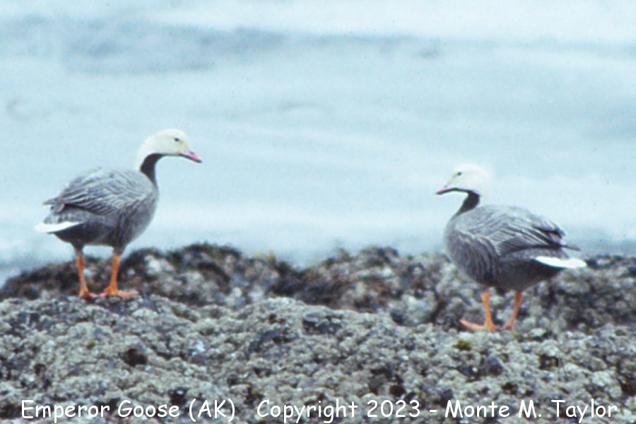 Emperor Goose -spring- (Attu Island, Alaska)