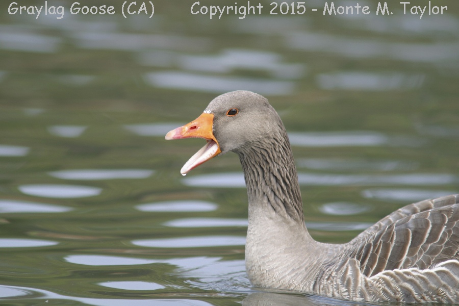 Graylag Goose -fall juvenal- (California)