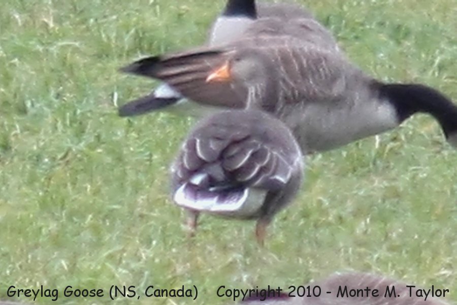 Greylag Goose -winter- (Lower Unslow, Nova Scotia, Canada)