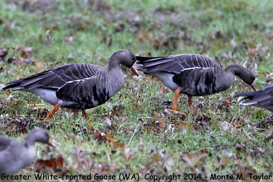 Greater White-fronted Goose -fall adults- (Washington)