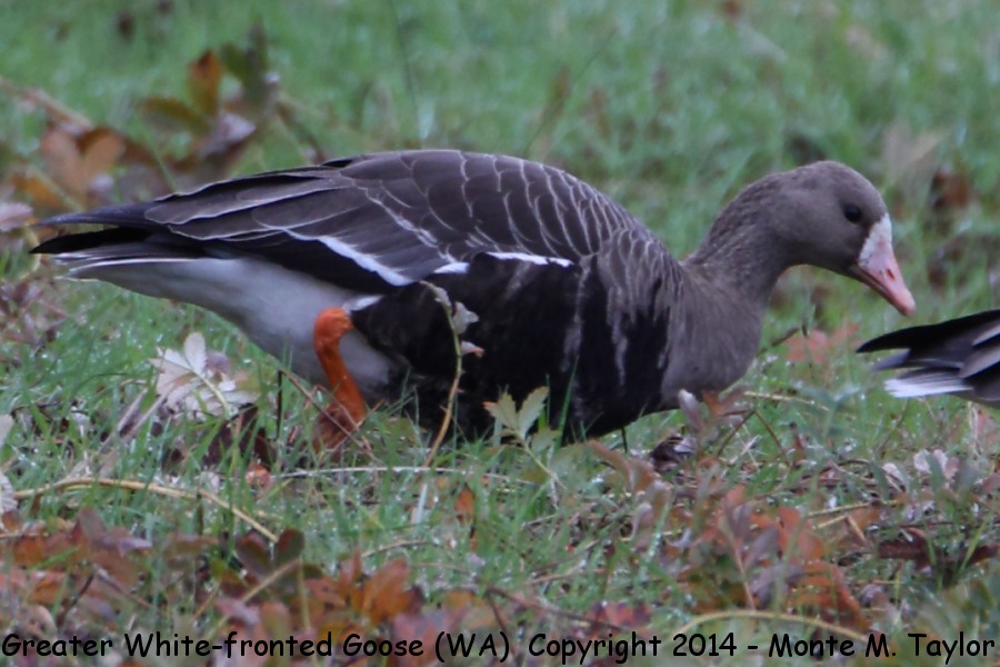 Greater White-fronted Goose -fall adult- (Washington)