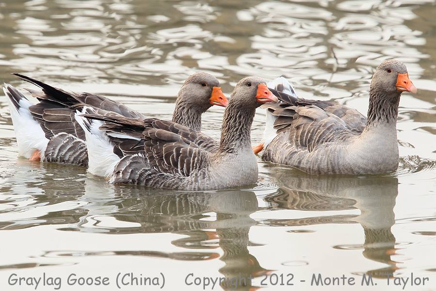 Graylag Goose -winter- (Yeyahu Wetlands, Yanqing, China)