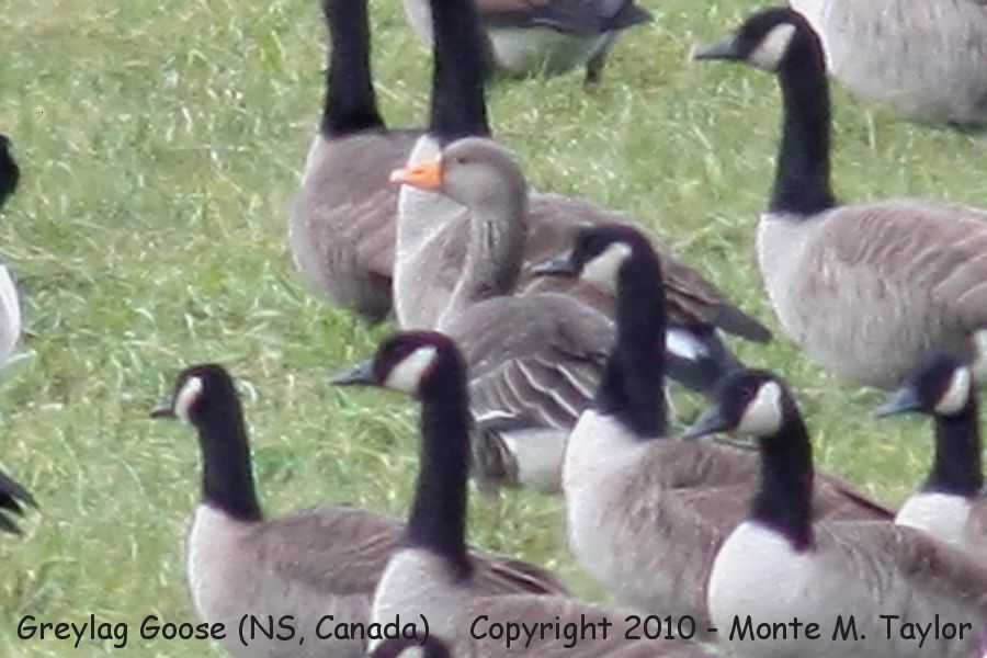 Greylag Goose -winter- (Lower Unslow, Nova Scotia, Canada)