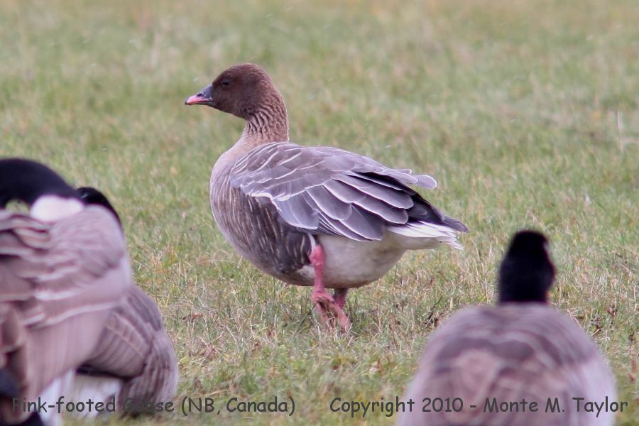 Pink-footed Goose -winter- (Cocagne, New Brunswick, Canada)