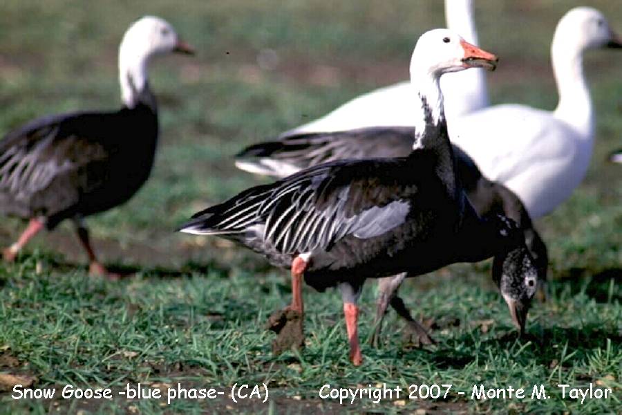 Snow Goose -blue morph / winter- (California)