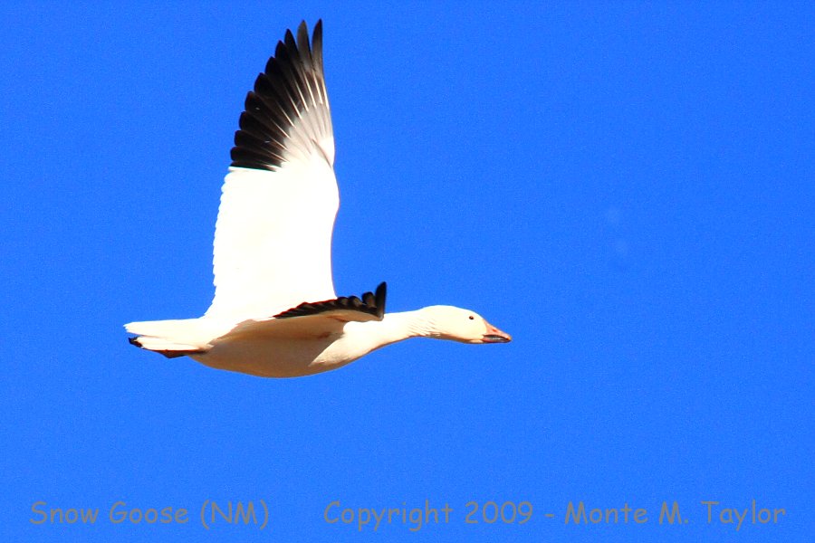 Snow Goose -winter- (Bosque Del Apache NWR, New Mexico)