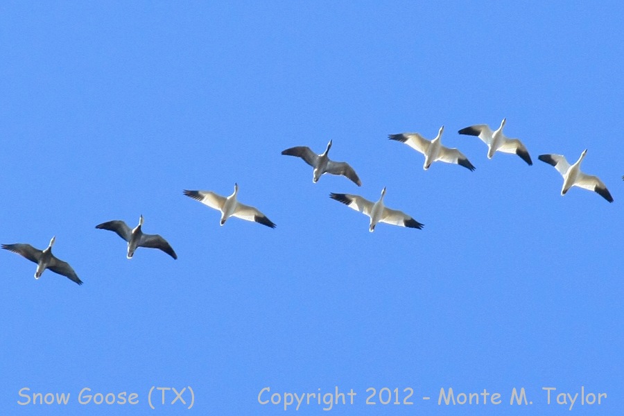 Snow Goose -winter flight w/blue morph- (Texas)