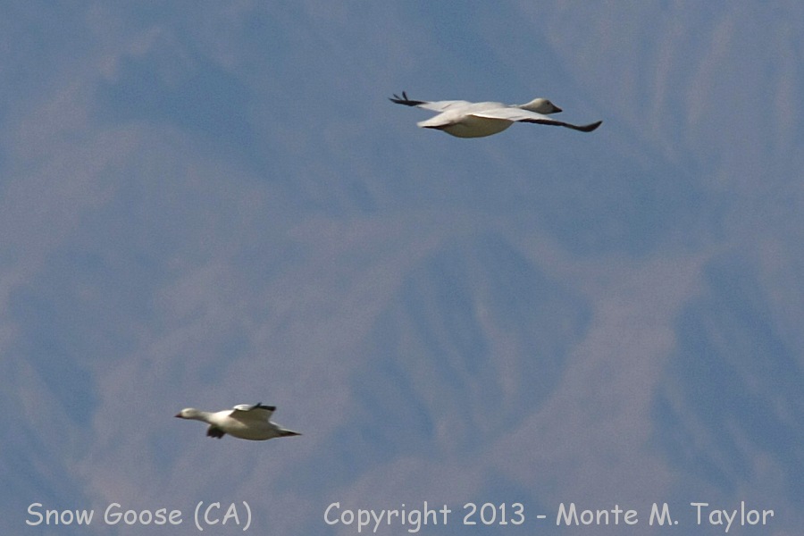 Snow Goose -winter- (California)