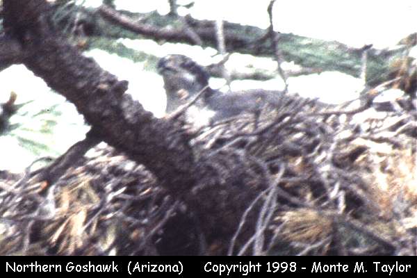 Northern Goshawk -spring adult on nest- (Arizona)