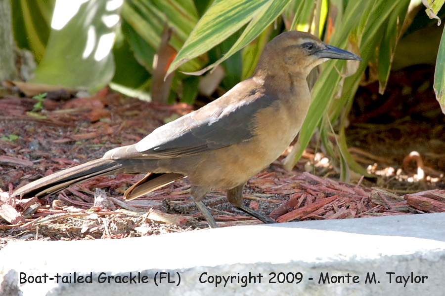 Boat-tailed Grackle -winter female- (Florida)