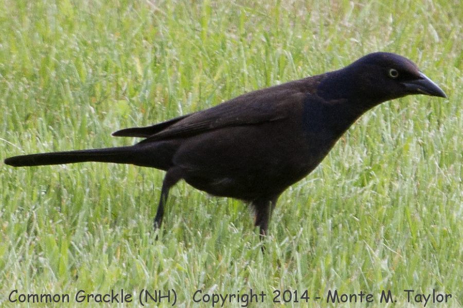 Common Grackle -spring female- (New Hampshire)