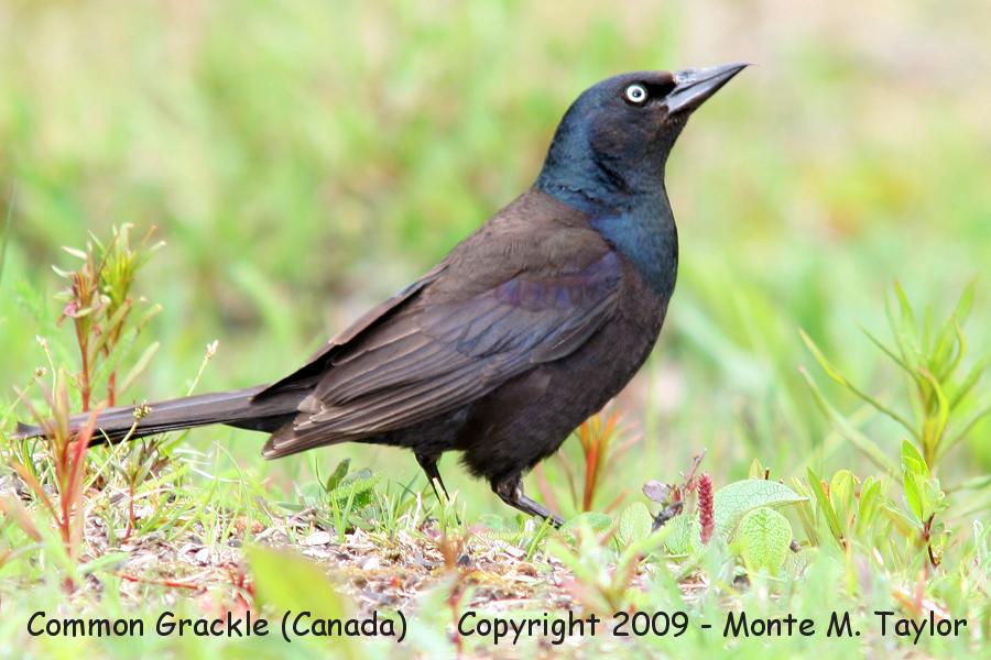 Common Grackle -summer male- (Churchill, Manitoba, Canada)